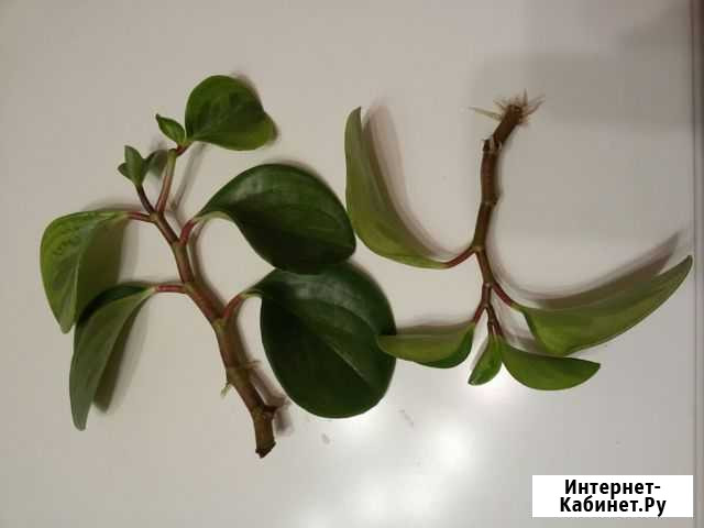 Пеперомия туполистная отростки Петропавловск-Камчатский - изображение 1