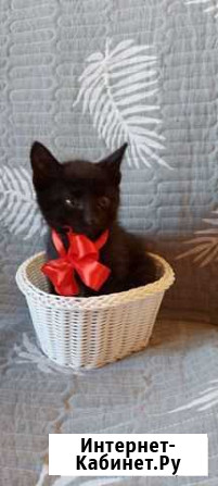 Котенок Улан-Удэ - изображение 1
