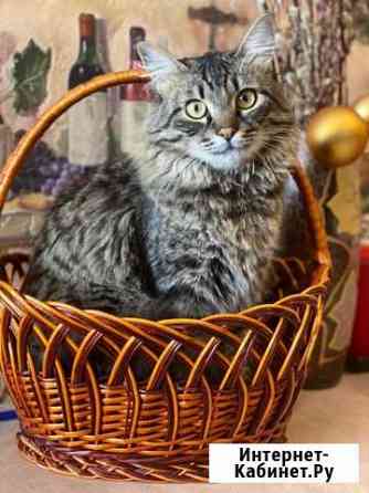 В добрые руки Сочи