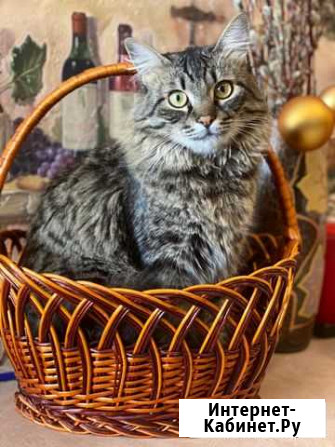 В добрые руки Сочи - изображение 1