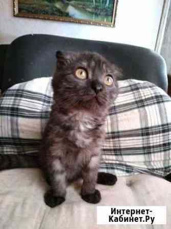 Машка-обояшка вислоушка Воронеж