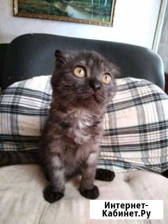 Машка-обояшка вислоушка Воронеж - изображение 1