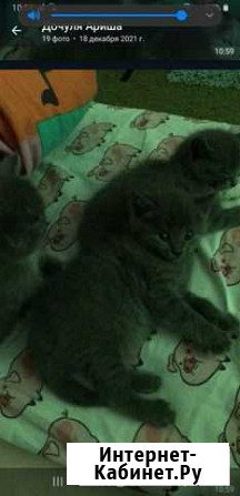 Кошки котята британские Славгород - изображение 1