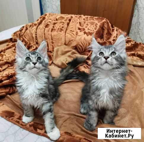 Мейн-кун Протвино - изображение 1