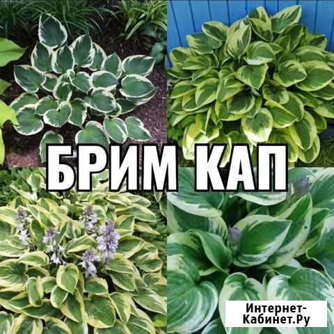 Хоста растение Курганинск - изображение 1