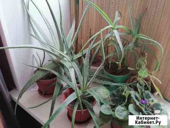 Алое - столетник Оренбург