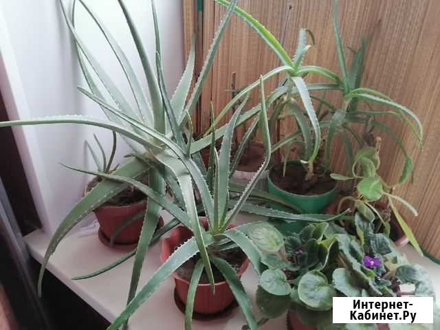 Алое - столетник Оренбург - изображение 1