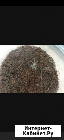 Nhandu coloratovillosus и Pterinochilus murinus Ижевск - изображение 1