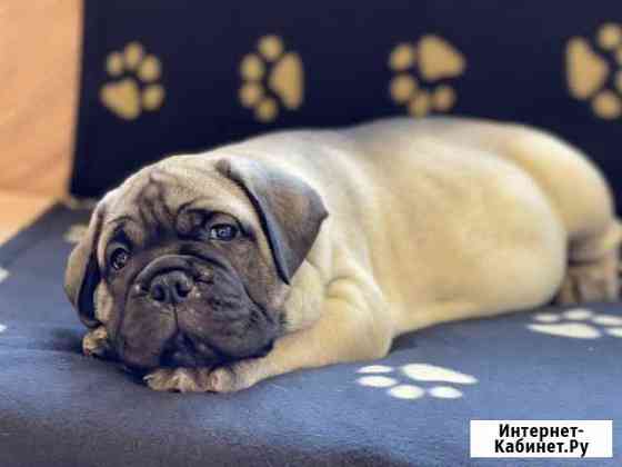 Бульмасочка Краснодар