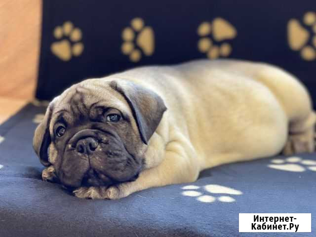 Бульмасочка Краснодар - изображение 1