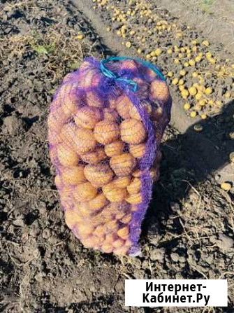 Продам картофель Липецк - изображение 1