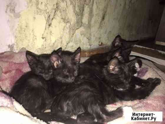 Котята Ясногорск
