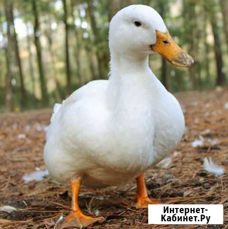 Утки муларды Стрелка - изображение 1