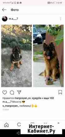 Немецкая овчарка Сочи