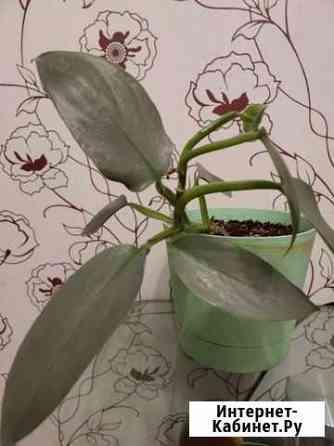 Комнатные цветы Нижний Новгород