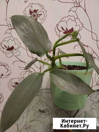 Комнатные цветы Нижний Новгород - изображение 1