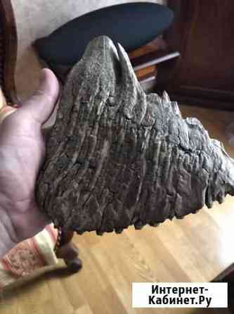 Зуб мамонта Калининград