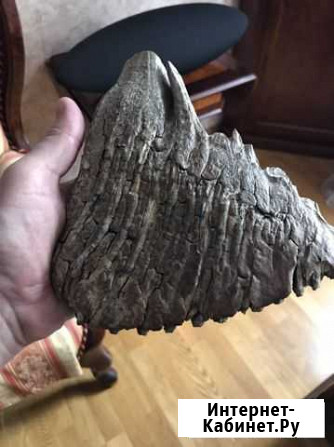 Зуб мамонта Калининград - изображение 1