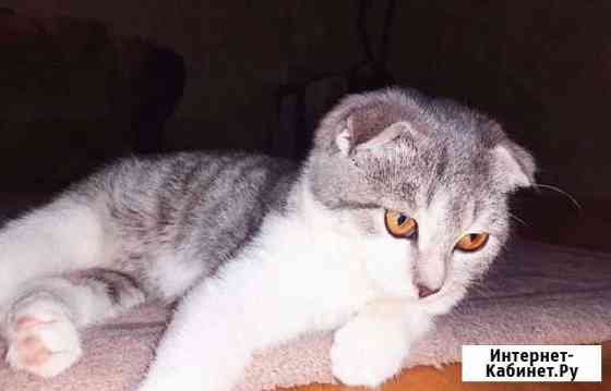 Шотландская вислоухая кошка Махачкала