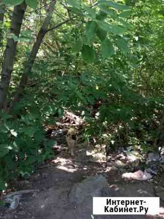 Щенок в добрые руки бесплатно Казань