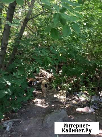 Щенок в добрые руки бесплатно Казань - изображение 1