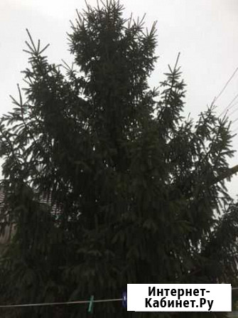 Продам ель Дракино - изображение 1