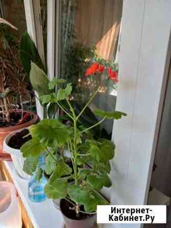 Комнатные растения Нижний Новгород