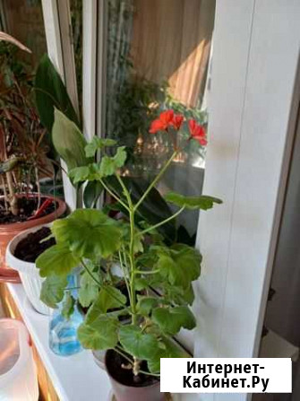 Комнатные растения Нижний Новгород - изображение 1