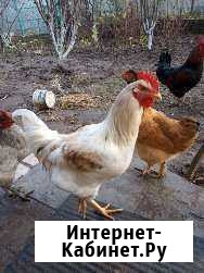 Петух Казань - изображение 1