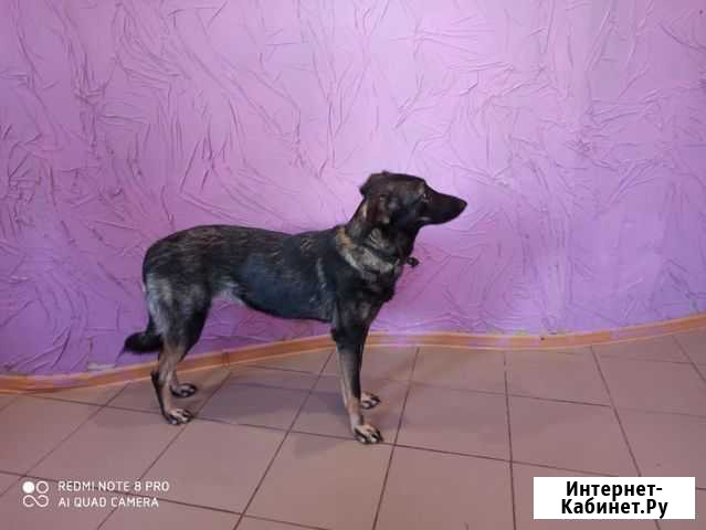 Собачка ищет дом Курск - изображение 1