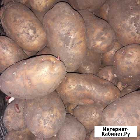 Продам картофель Хабаровск - изображение 1