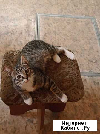 Котята Свободный - изображение 1