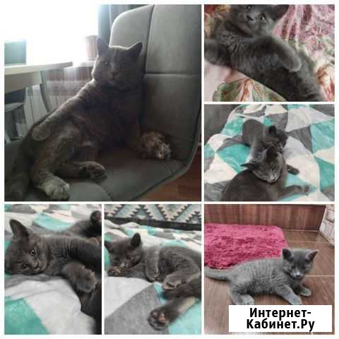 Британские котята короткошерстные Хомутово - изображение 1