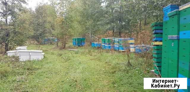 Мед цветочный натуральный с личной пасеки Смоленск - изображение 1