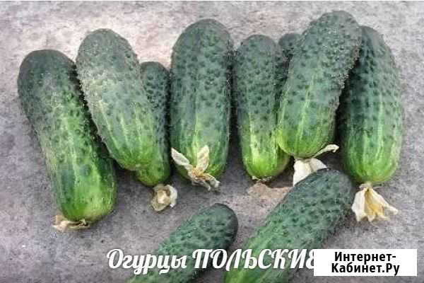 Домашние семена Верхняя Хава - изображение 1