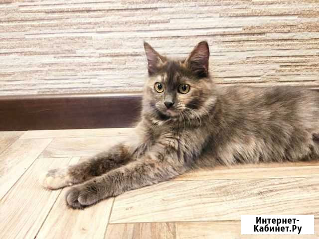 Пушистая котенок-подросток (девочка) Ростов-на-Дону - изображение 1