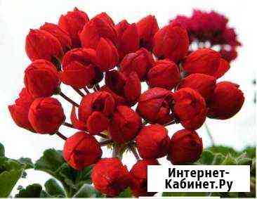Пеларгония тюльпанка Севастополь