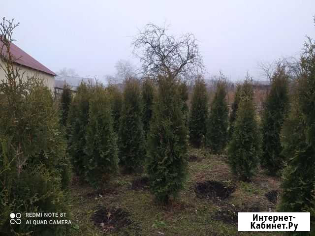 Туи Нальчик - изображение 1