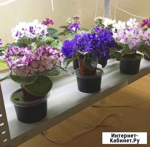 Сортовые фиалки Копейск - изображение 1