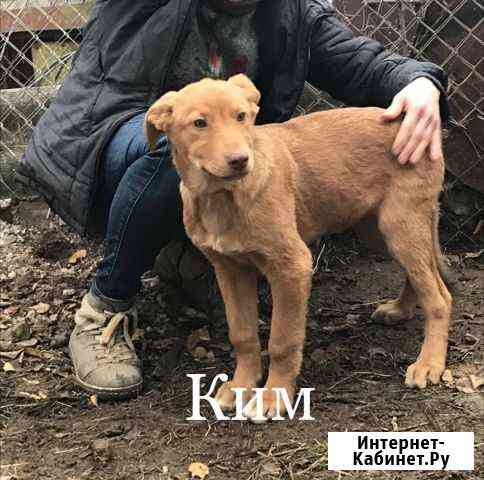 Необычные щенки бесплатно Казань