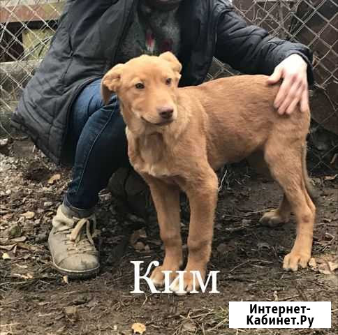 Необычные щенки бесплатно Казань - изображение 1