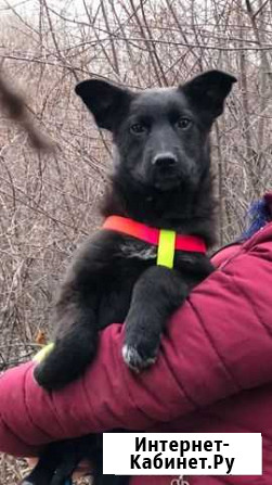 Щенок в добрые руки бесплатно Курск - изображение 1