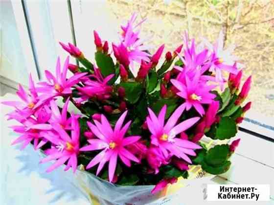 Рипсалидопсис- пасхальный кактус. цветет к Пасхе Иркутск