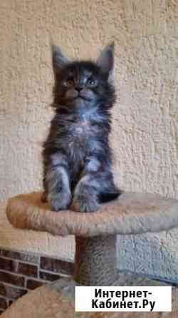 Мейн-куны из питомника Екатеринбург