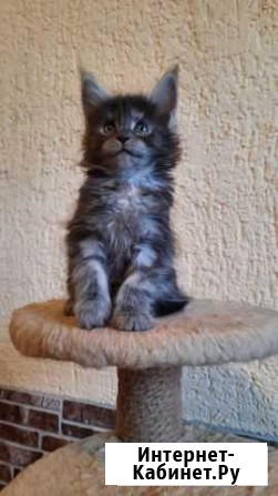 Мейн-куны из питомника Екатеринбург - изображение 1