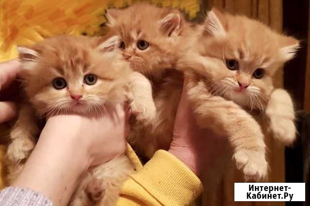 Котята от персидской кошки Тельма - изображение 1