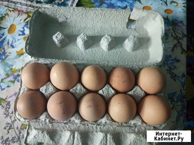 Домашние куриные яйца,мясо кролика Череповец - изображение 1