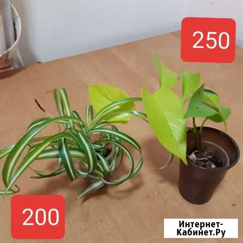 Декоративно- лиственные растения Пятигорск - изображение 1