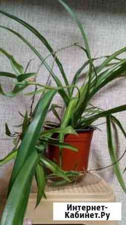 Хлорофитум Воронеж