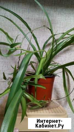 Хлорофитум Воронеж - изображение 1